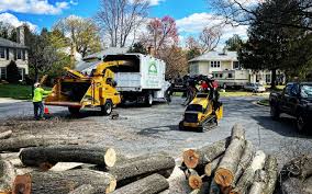 Best Tree Risk Assessment  in Norwich, NY