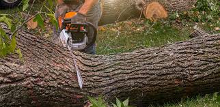 Best Tree and Shrub Care  in Norwich, NY