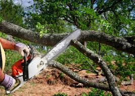 Best Tree Cabling and Bracing  in Norwich, NY