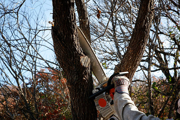 Best Arborist Consultation Services  in Norwich, NY